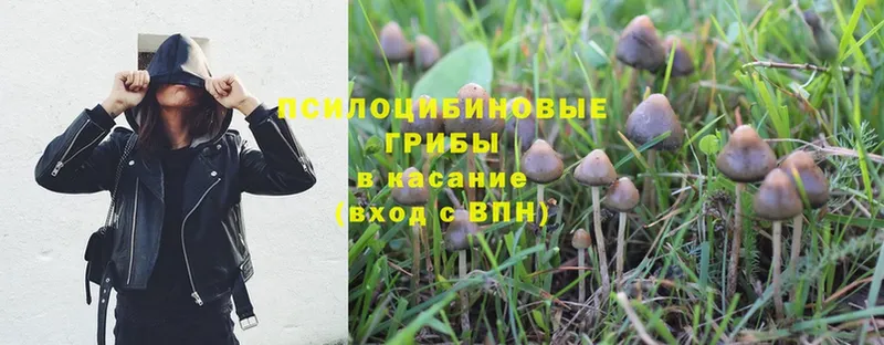 цены наркотик  Семикаракорск  Галлюциногенные грибы Psilocybe 